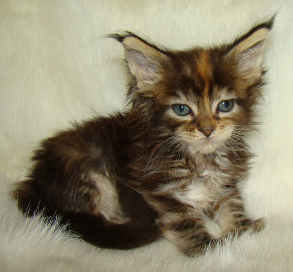     Catsvill County!   !    !       !!!    Catsvill County +7-926-544-74-09     .   ,   ,   ,    ,   ,  ,     ,   -,    ,   !